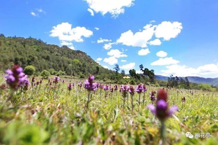 换下3大首发广东锋线再遭暴击,2大神射新星撤下,马尚状态回暖